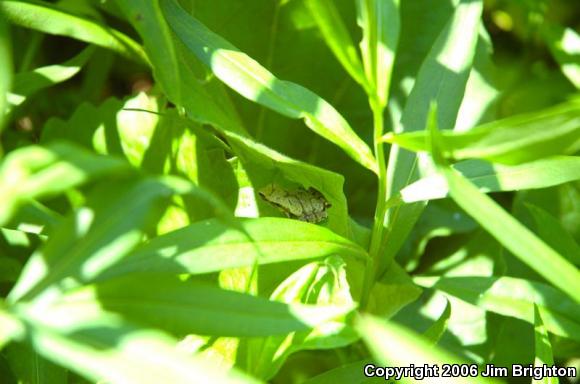 Northern Spring Peeper (Pseudacris crucifer crucifer)