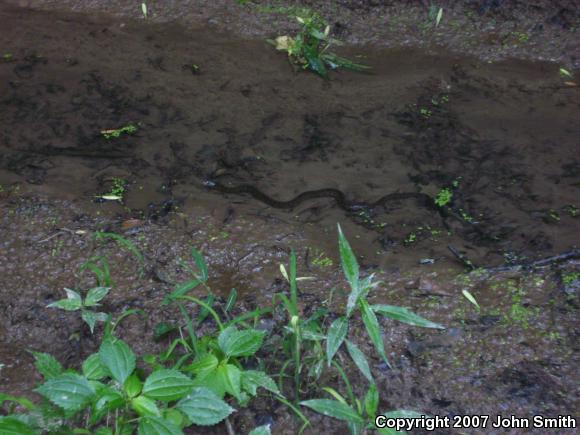 Northern Watersnake (Nerodia sipedon sipedon)