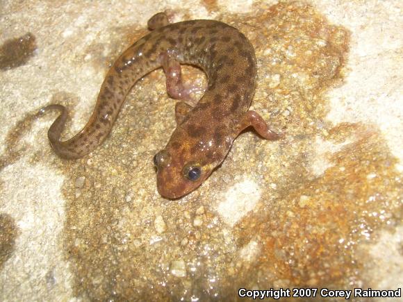 Seal Salamander (Desmognathus monticola)