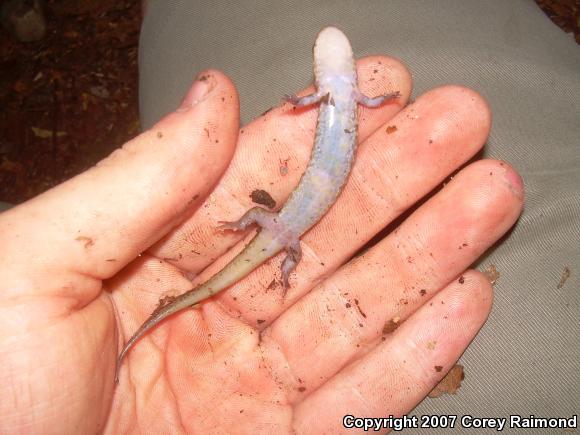 Seal Salamander (Desmognathus monticola)