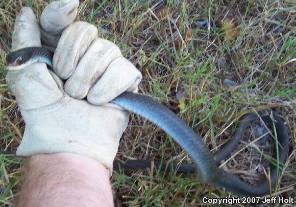 Black-masked Racer (Coluber constrictor latrunculus)