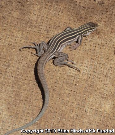 Plateau Striped Whiptail (Aspidoscelis velox)