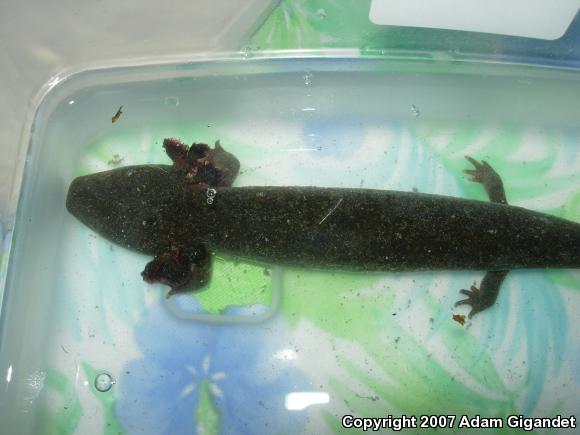 Common Mudpuppy (Necturus maculosus maculosus)