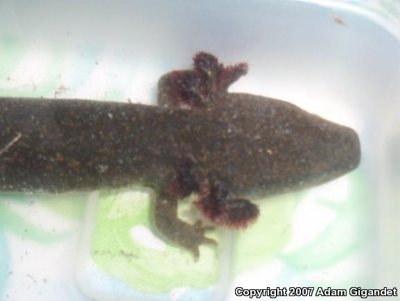 Common Mudpuppy (Necturus maculosus maculosus)