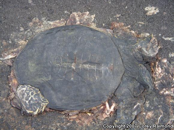 Spiny Softshell (Apalone spinifera)