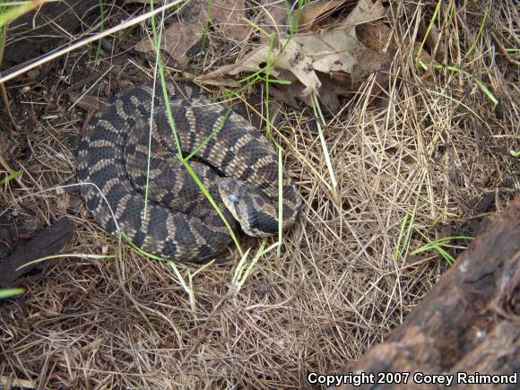 Eastern Hog-nosed Snake (Heterodon platirhinos)