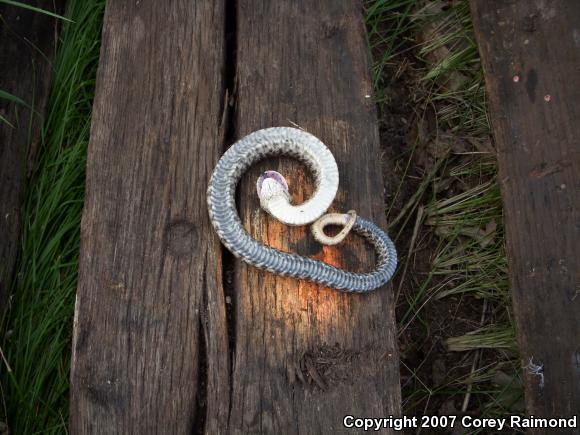 Eastern Hog-nosed Snake (Heterodon platirhinos)