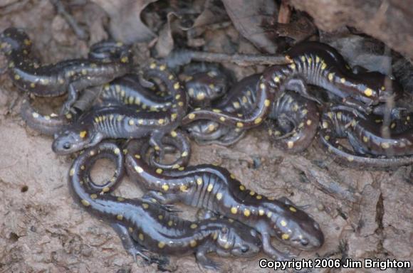 Spotted Salamander (Ambystoma maculatum)