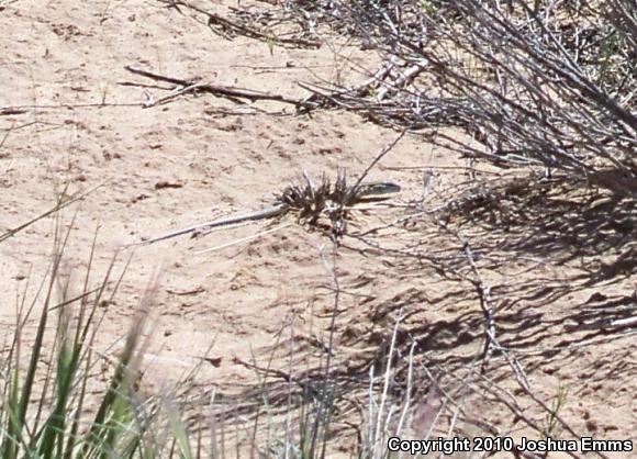 Plains Striped Whiptail (Aspidoscelis inornata llanuras)
