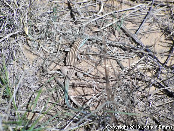 Plains Striped Whiptail (Aspidoscelis inornata llanuras)