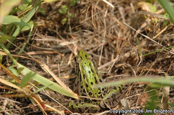 Southern Leopard Frog (Lithobates sphenocephalus utricularius)