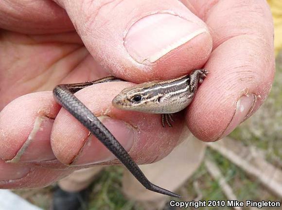 Northern Prairie Skink (Plestiodon septentrionalis septentrionalis)