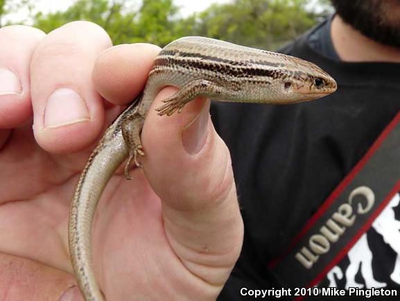 Northern Prairie Skink (Plestiodon septentrionalis septentrionalis)