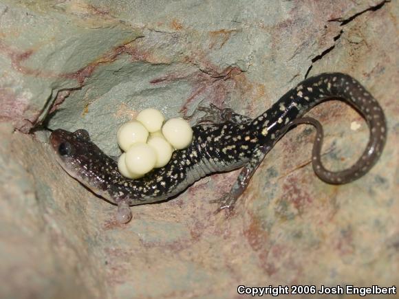 Caddo Mountain Salamander (Plethodon caddoensis)