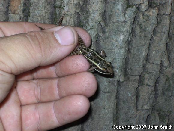 Pickerel Frog (Lithobates palustris)