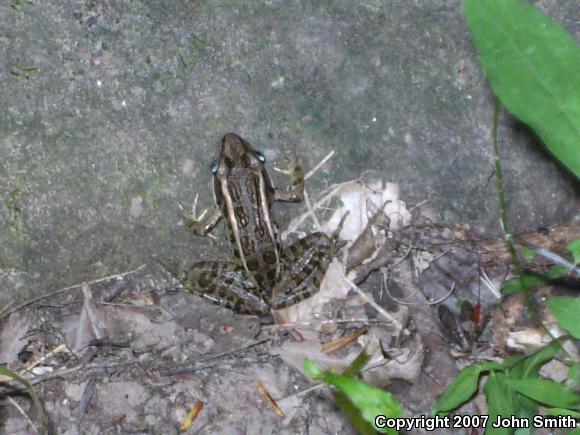 Pickerel Frog (Lithobates palustris)