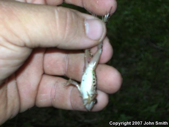 Pickerel Frog (Lithobates palustris)