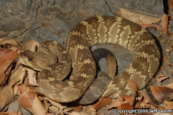 Northern Black-tailed Rattlesnake (Crotalus molossus molossus)