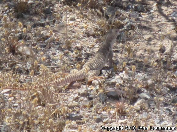 Sonoran Desert Iguana (Dipsosaurus dorsalis sonoriensis)