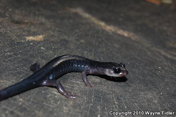 Southern Gray-cheeked Salamander (Plethodon metcalfi)