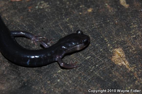 Southern Gray-cheeked Salamander (Plethodon metcalfi)