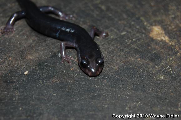 Southern Gray-cheeked Salamander (Plethodon metcalfi)