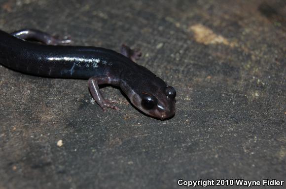 Southern Gray-cheeked Salamander (Plethodon metcalfi)