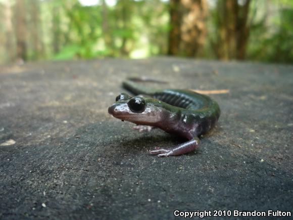 Southern Gray-cheeked Salamander (Plethodon metcalfi)