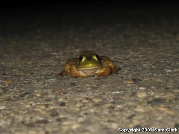 American Bullfrog (Lithobates catesbeianus)