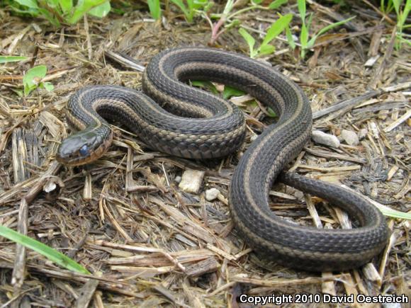 Butler's Gartersnake (Thamnophis butleri)