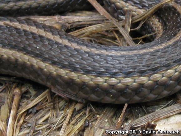 Butler's Gartersnake (Thamnophis butleri)