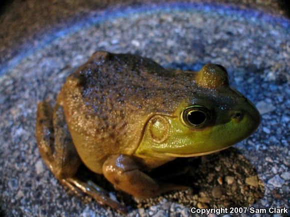 American Bullfrog (Lithobates catesbeianus)