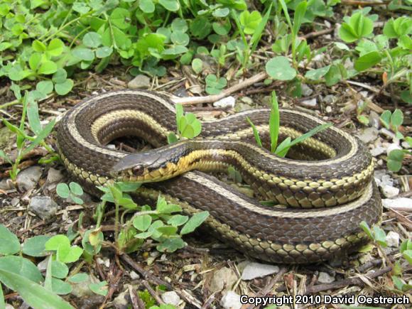 Butler's Gartersnake (Thamnophis butleri)