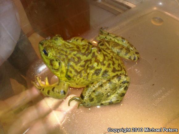 American Bullfrog (Lithobates catesbeianus)