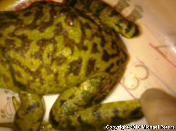 American Bullfrog (Lithobates catesbeianus)