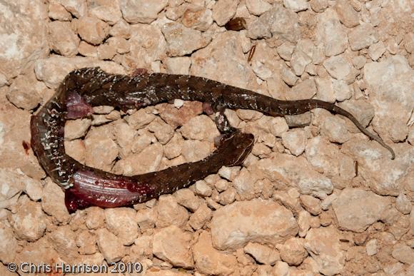 Yucatecan Cantil (Agkistrodon bilineatus russeolus)