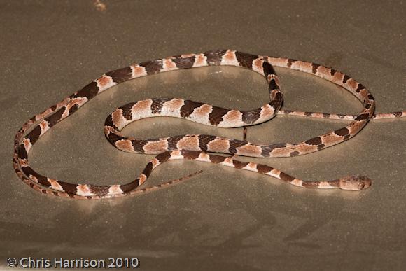 Yucatán Blunthead Tree Snake (Imantodes tenuissimus)