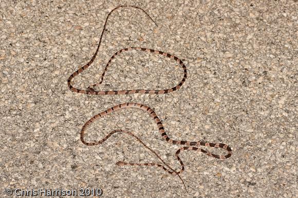 Yucatán Blunthead Tree Snake (Imantodes tenuissimus)