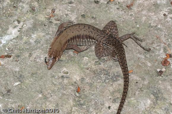 Rainbow Ameiva (Ameiva undulata)