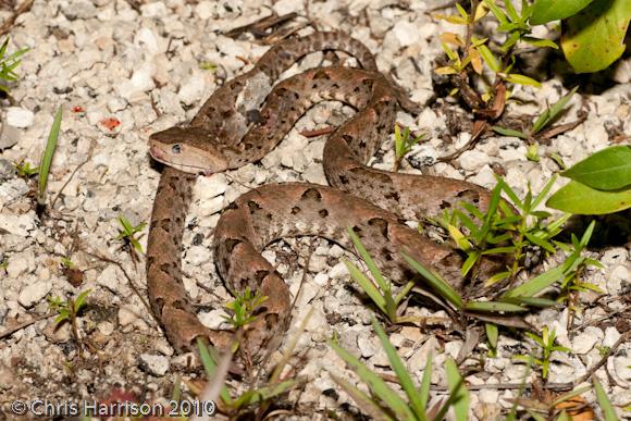 Terciopelo (Bothrops asper)