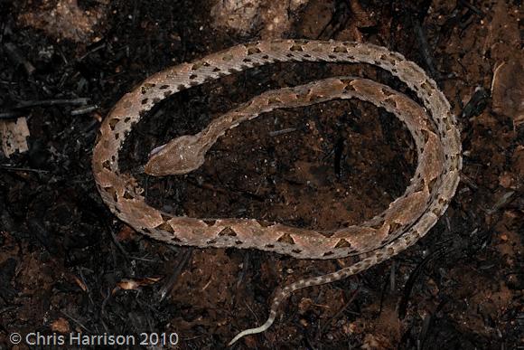 Terciopelo (Bothrops asper)