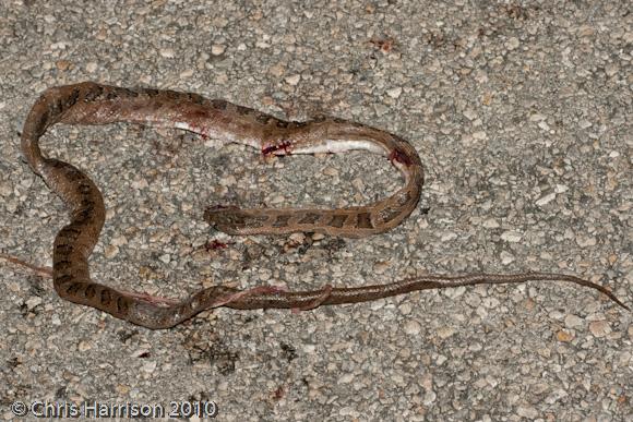 Yucatec Green Ratsnake (Senticolis triaspis triaspis)