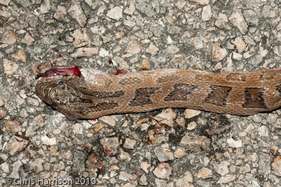 Yucatec Green Ratsnake (Senticolis triaspis triaspis)