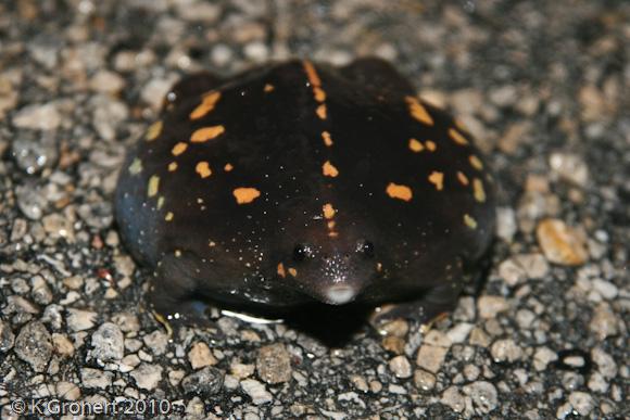 Burrowing Toad (Rhinophrynus dorsalis)