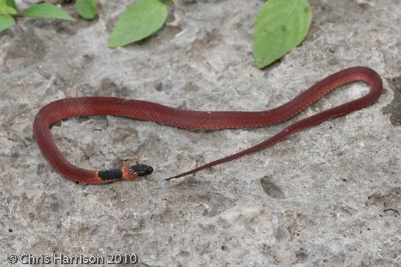 Yucatan Red-backed Coffee Snake (Ninia sebae morleyi)