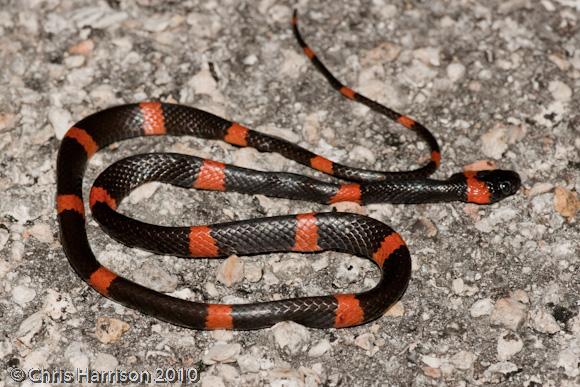 Snail-eating Thirst Snake (Dipsas brevifacies)