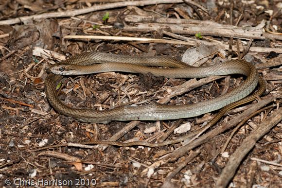 Cope's Lizard Eater (Mastigodryas melanolomus melanolomus)