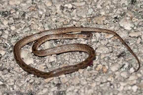 Pigmy Snail Sucker (Sibon sanniola sanniola)