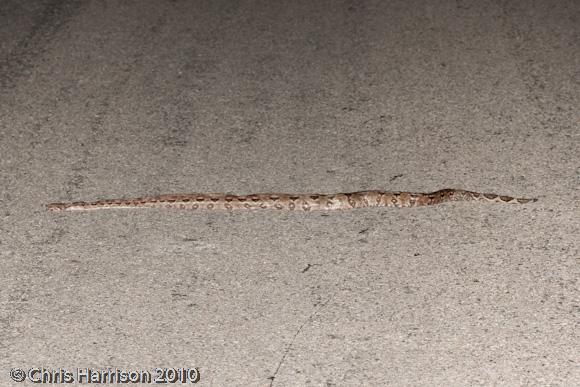 Mexican Boa Constrictor (Boa constrictor imperator)