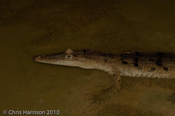 Morelet's Crocodile (Crocodylus moreletii)